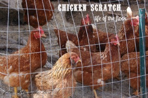 chicken scratch